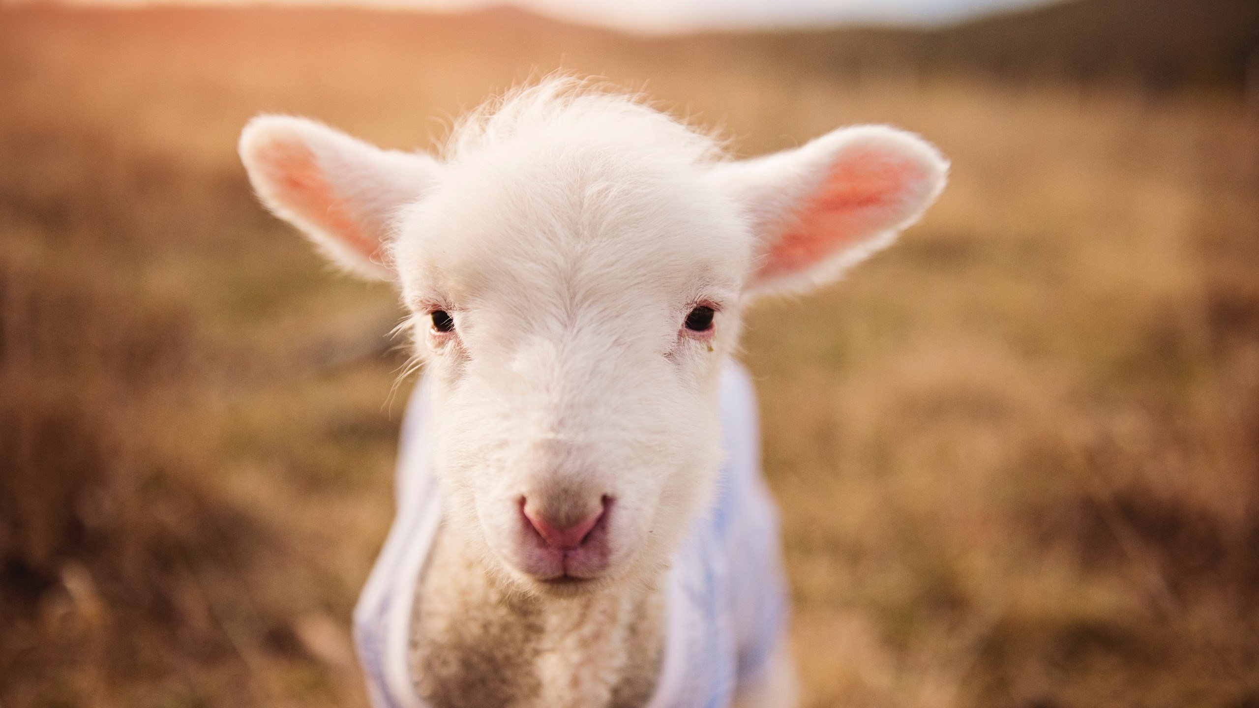 kaiyun中国官方网站-中国男篮年轻球员快速成长 助力球队崛起，中国男篮队员年龄