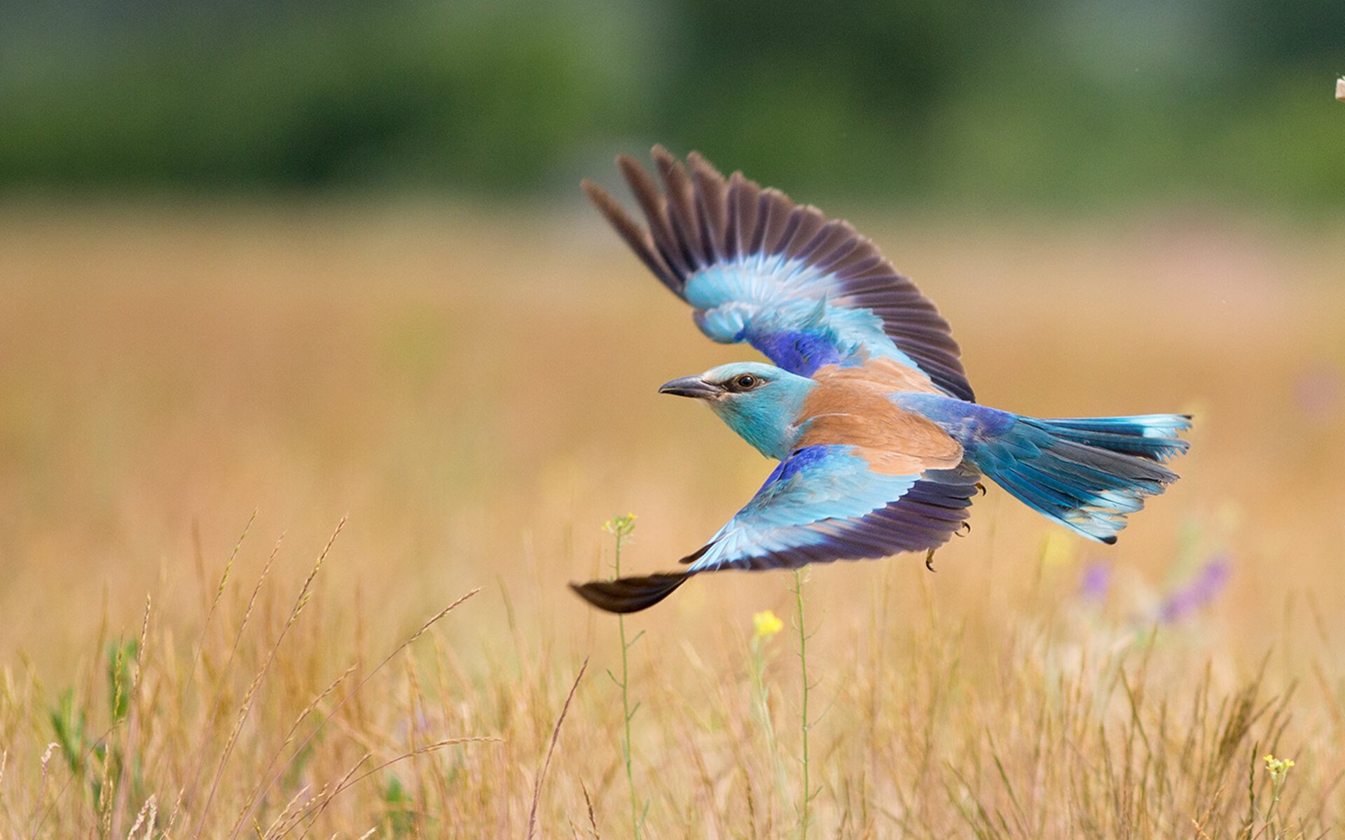 开云·体育官方网站入口-维拉主场气势压制对手形成围攻态势，维拉阵型
