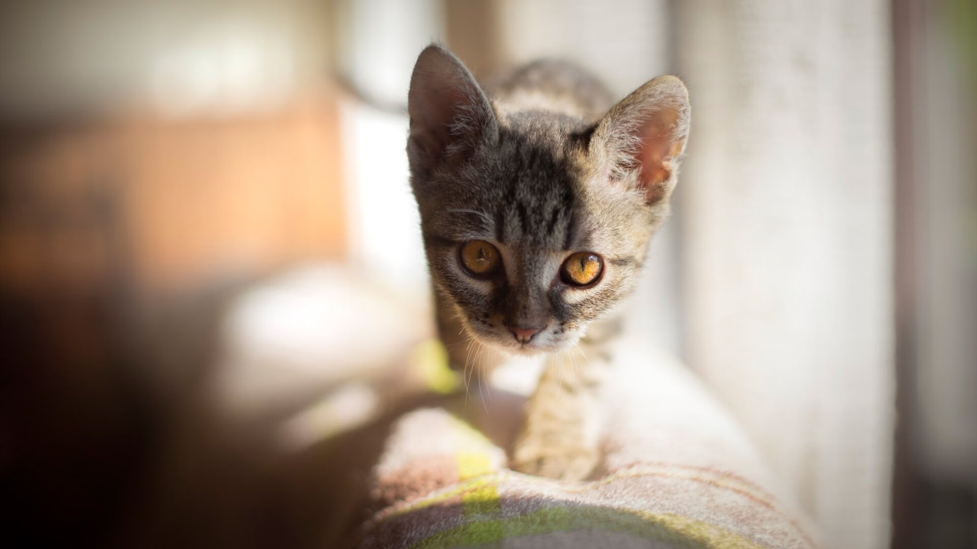 kaiyun体育综合-青少年体能达标测试纳入学业评价体系，青少年体能测试合格标准