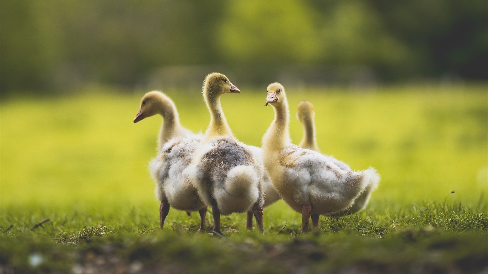 开云网页版登录入口-世界足球日庆典全球同步举行，促进足球文化传播，世界足球日主题活动