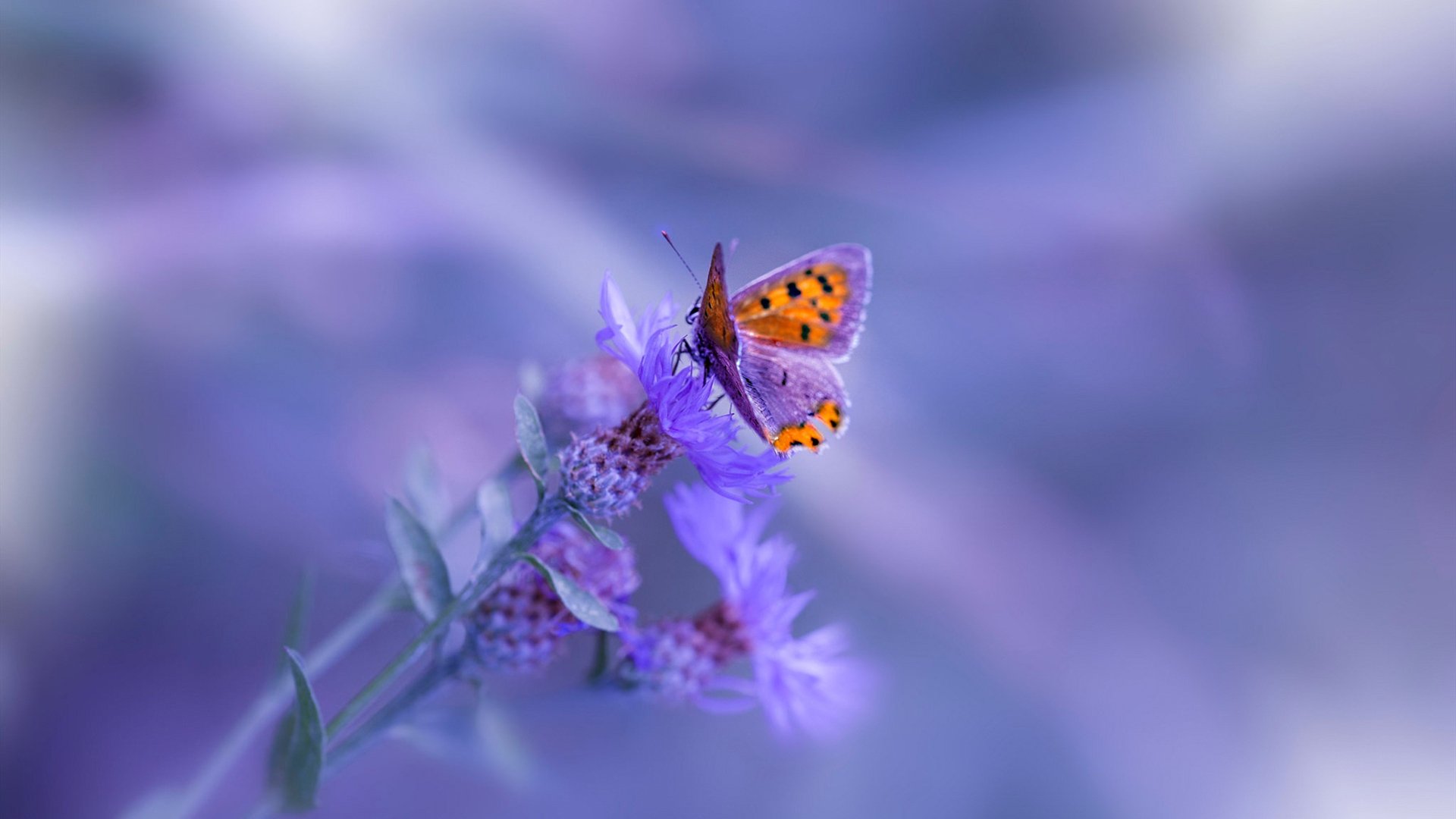 开云·体育官网-技术细节展现功底 温斯坦表现被称赞