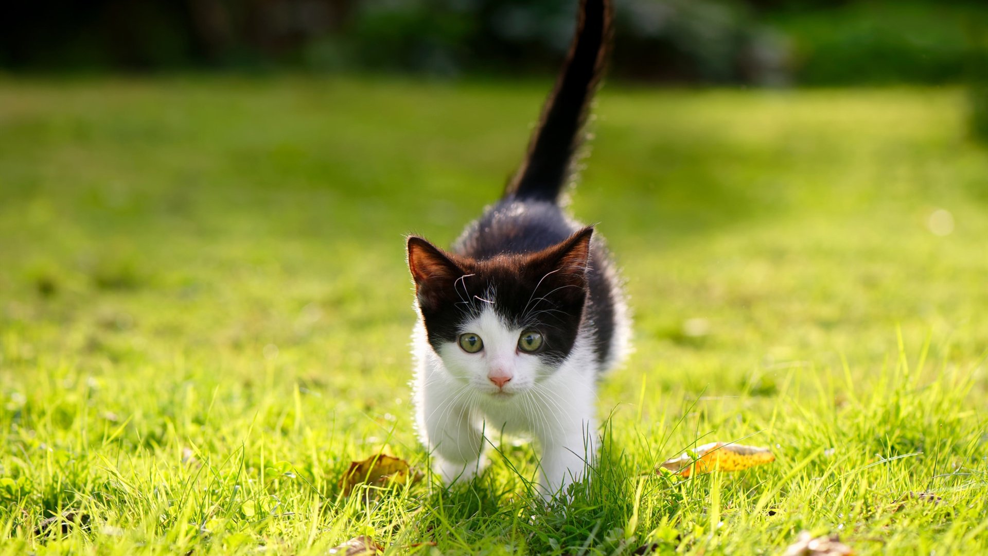 开云网站-法甲烈火燃烧:战术智慧引爆全场,烈火燃烧怎么打