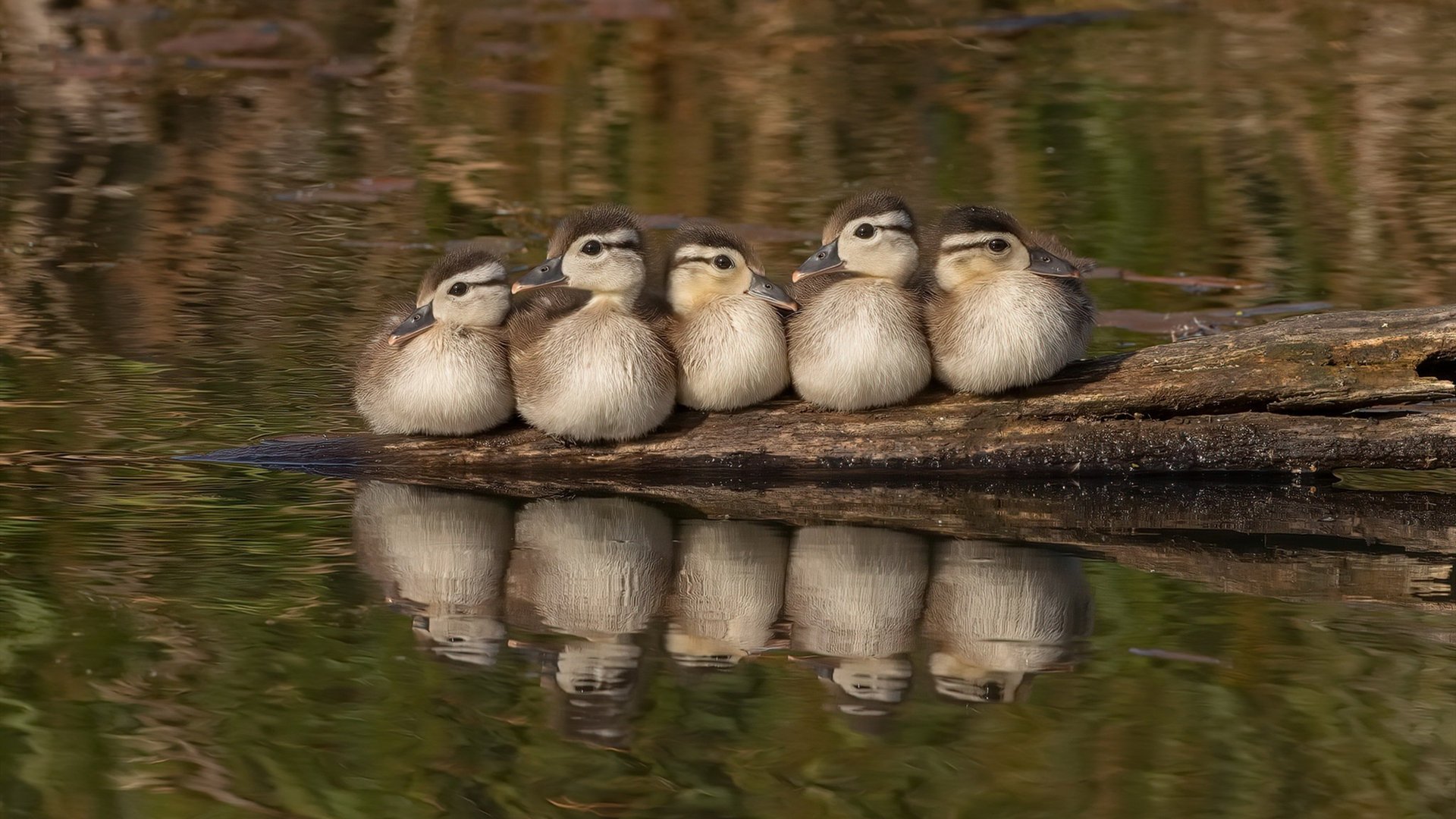 KAIYUN 中国大陆-维尔·冯·威克：在比赛中的爆发力使南非队在关键时刻占得先机，维克多冯华尔兹