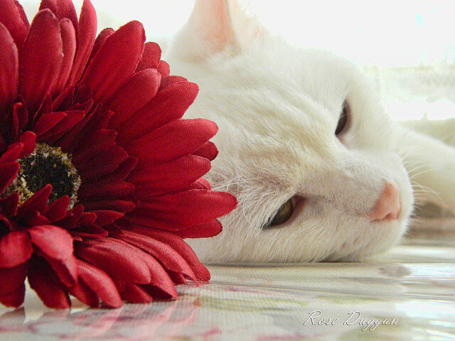 开云APP-荷兰队在欧洲预赛中持续领先，晋级希望大增